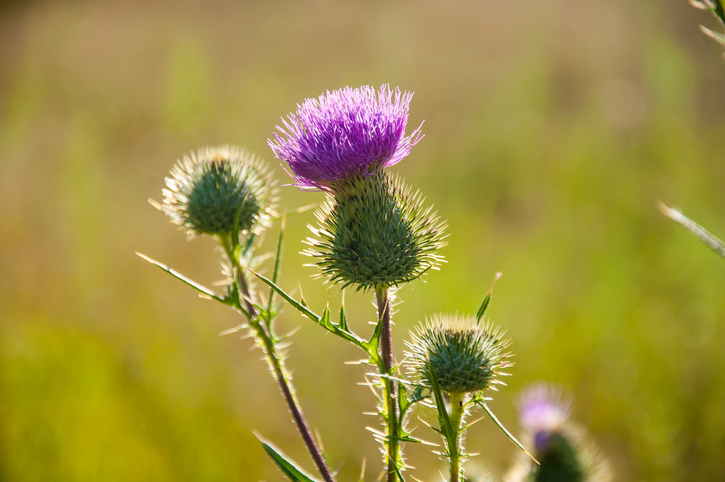 Branch Of Blooming Thistle In The Field In The Middle Of The Sunny Summer Day Fruitful Englishのおいしいブログ 英語の学び